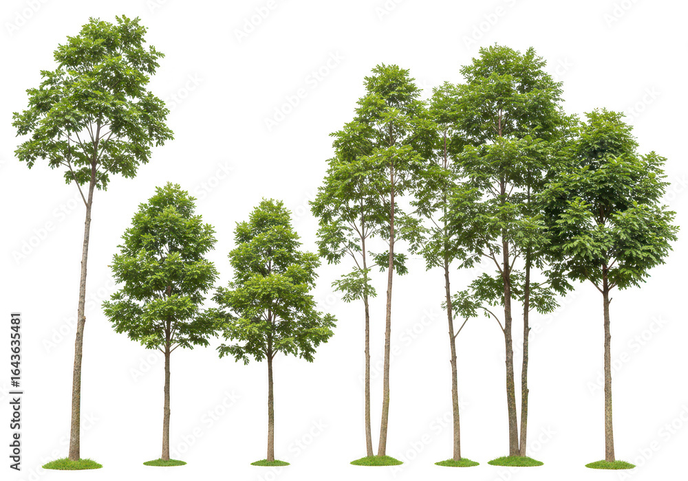 Poster group of green trees isolated on transparent background
