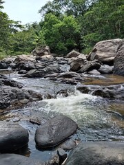 river in the forest