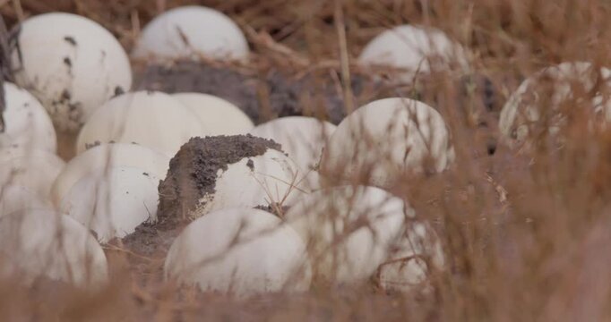 Extreme close up right to left pan of a Somali ostriches (Struthio molybdophanes) clutch eggs sitting on muddy savannah in kenya