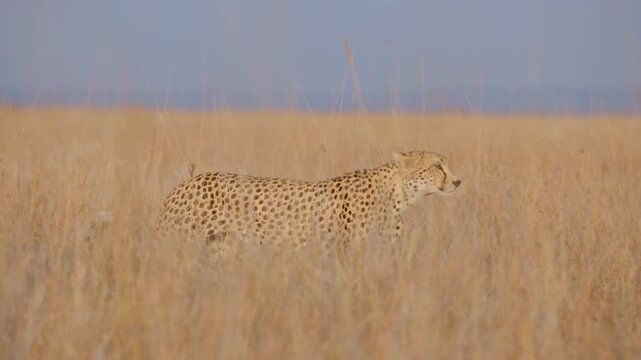 Wide follow of a one-eyed cheetah (Acinonyx jubatus) walking in the plains in kenya 