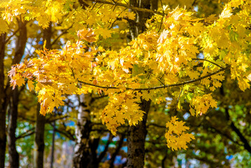 Autumn background-yellow maple leaves in the city Park
