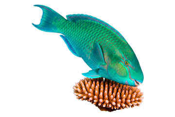Tropical green and blue parrotfish swimming above the reef coral isolated on a transparent background