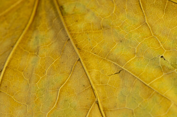 close-up texture of a dry leaf macro