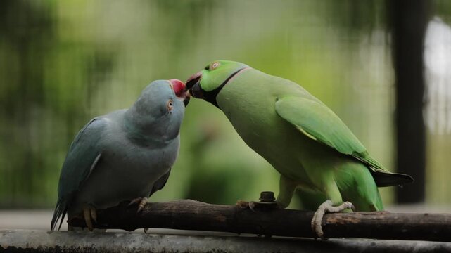 Close-up of two ring-necked parakeets playfully nipping at each other s beaks in a lively interaction, capturing social behavior, bright plumage, and emotional dynamics in tropical avian wildlife