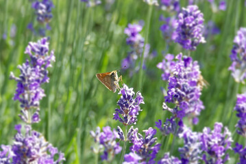 Large Skipper butterfly (Ochlodes sylvanus) perched on lavender plant in Zurich, Switzerland