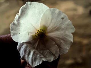 flower of a poppy