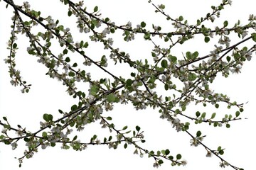 Branching blossoms, small white flowers, and leaves against white background