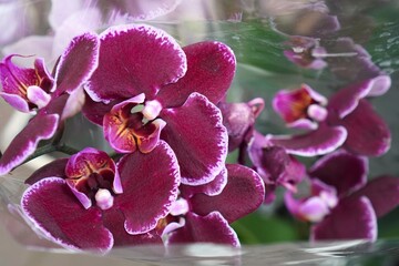  Close-up image showcasing vibrant purple orchids in full bloom, highlighting their intricate patterns and rich color. The delicate petals and natural beauty of the orchids captivate attention