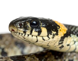 Obraz premium Close-up of a snake's head