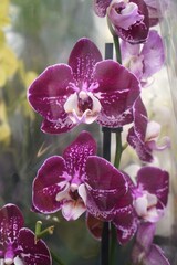 Vibrant Purple Orchids in Bloom Close-Up