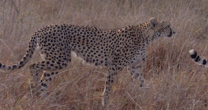 Wide of Cheetah (Acinonyx jubatus) limping through and standing in dry grass in golden sunny morning in savannah grassland in Kenya