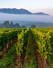 Sunrise vineyard rows misty mountains