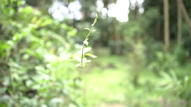 Onam Collections | Thumba poo | Butterflys | Leucas aspera
