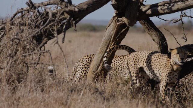 Wide gimbal tracking of Cheetah (Acinonyx jubatus) walking and scent marking dead tree in grassy savannah in sunny morning in Kenya
