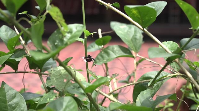 Onam Collections | Thumba poo | Butterflys | Leucas aspera
