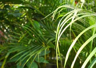 Green Palm Leaves in White Pot Against Paved Path
