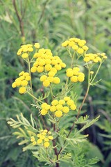 yellow flowers in the meadow, common tansy, blooming tansy