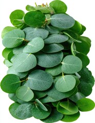 Close-up of a bunch of vibrant green eucalyptus leaves