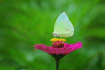Pale Yellow Butterfly on Vibrant Pink Zinnia Flower.