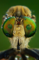 Extreme Close-up of a Robber Fly with iridescent green eyes water droplets and light brown body.