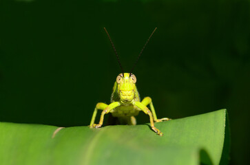 Close-up of a vibrant green grasshopper perched on a lush green leaf against a dark background.
