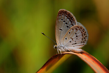 Close-up of a Greyish-Brown Butterfly on an Orange Leaf.