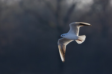 Mouette rieuse (Chroicocephalus ridibundus) en vol sur fond bleu foncé avec douce lumière...