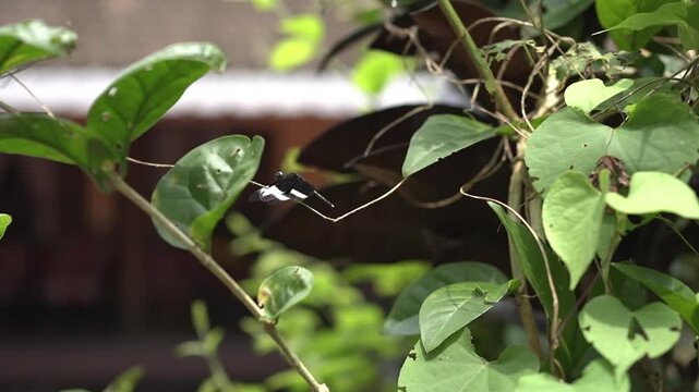 Onam Collections | Thumba poo | Butterflys | Leucas aspera
