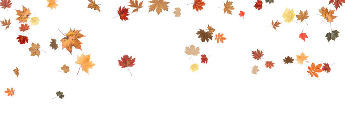 Autumn falling leaves on transparent background, vector, png. Wave of falling leaves in the wind, leaf fall. Rowan berries, acorns, yellow leaves of oak, maple, birch, rowan.