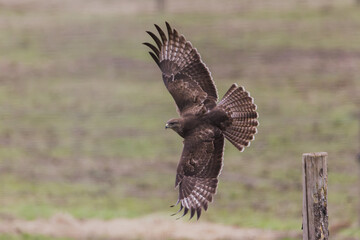 Buse variable (Buteo buteo) en vol, vue du dessus avec les ailes déployées, prenant un virage au départ d’un piquet en bois en France