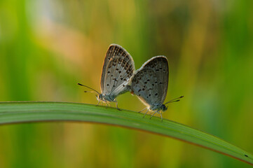 Two Grey Butterflies Mating on Green Blade of Grass.