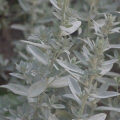 white flowers on a branch