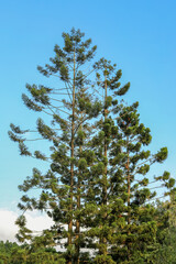 The white spruce of the Pinaceae family