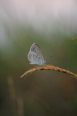 Delicate Grey Butterfly on Dried Grass Stem Soft Bokeh Background.