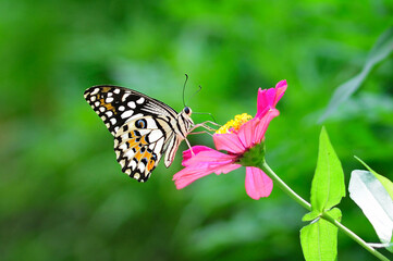 Lime Butterfly on Pink Zinnia Flower in Lush Green Garden.