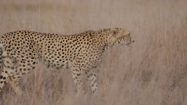 Close up tracking of a mono eyed cheetah (Acinonyx jubatus) walking alert in the plains in kenya 