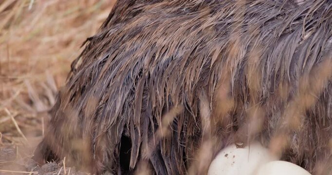 Extreme close up of a Somali ostrich (Struthio molybdophanes) rain soaked body brooding in the savannah in kenya