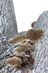 Obraz premium Mushrooms growing on a tree in close-up