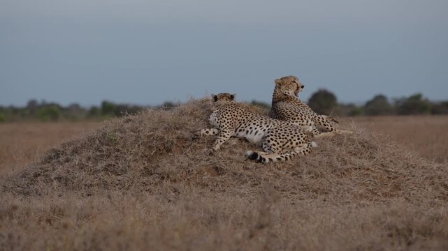 Wide gimbal parallax of pair of Cheetah (Acinonyx jubatus) laying on termite mound in savannah with birds fly in evening light in Kenya