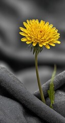 Single yellow dandelion amidst dark gray fabric