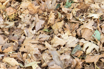 autumn leaves background close up park
