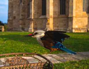 Obraz premium Bird in flight near church