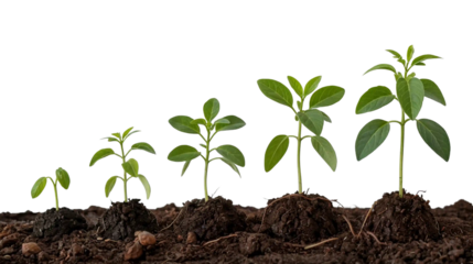 Plants growing in a sequence of growth stages transparent background.