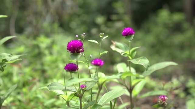 Onam Collections | Thumba poo | Butterflys | Leucas aspera
