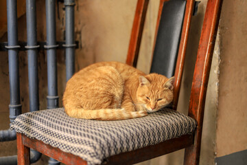 Cute yellow cat