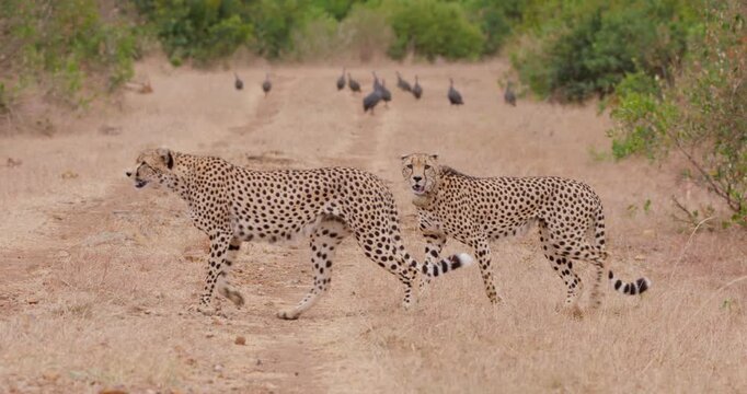 Wide of a pair of cheetahs (Acinonyx jubatus) walking across a road as guinea fowls roam in kenya 