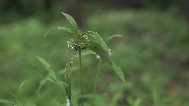 Onam Collections | Thumba poo | Butterflys | Leucas aspera
