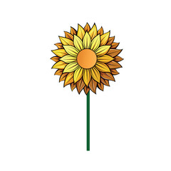 Yellow flower isolated on white background.