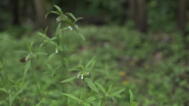 Onam Collections | Thumba poo | Butterflys | Leucas aspera
