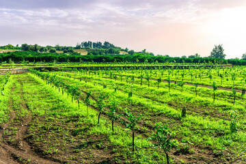 beautiful view in a green farm field with rows of rural plants and trees with amazing sunset or...